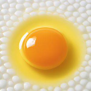 A close-up of a single egg yolk surrounded by a ring of egg white.