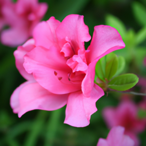 A bright pink flower in full bloom with lush green foliage in the background.